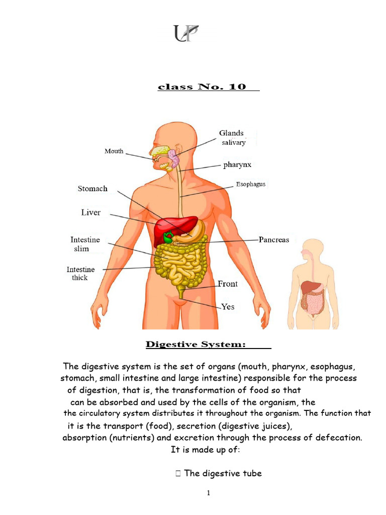 Overview of the Human Digestive System | PDF | Human Digestive System ...