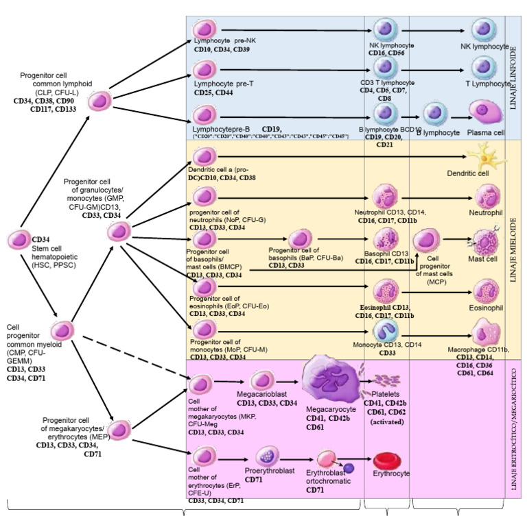 Hematology diagram | PDF | Haematopoiesis | Hematopoietic Stem Cell