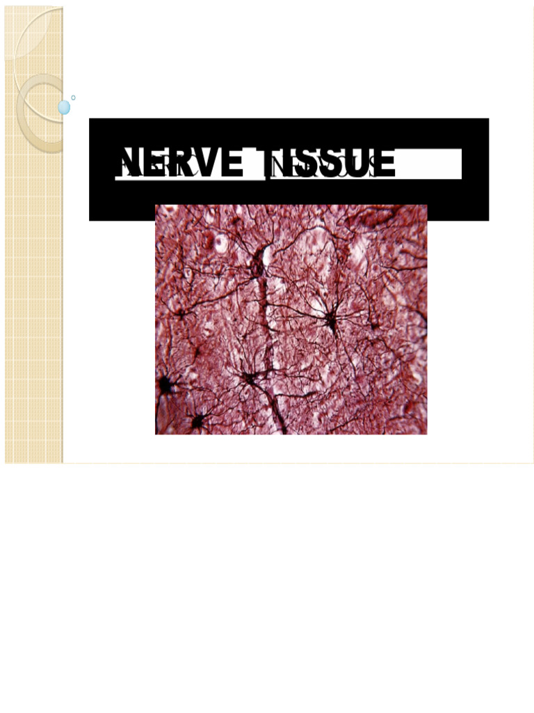 Theoretical Class Histology - Nervous and Muscle Tissue | PDF ...