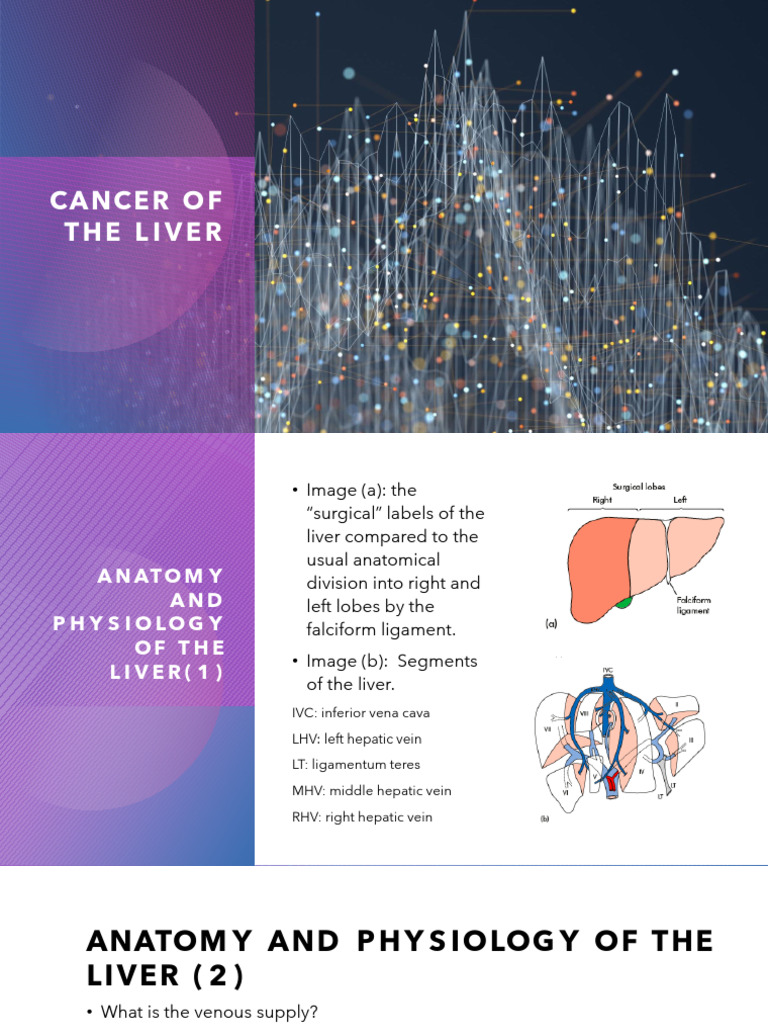 Anatomy and Cancer of the Liver | PDF | Liver | Neoplasms