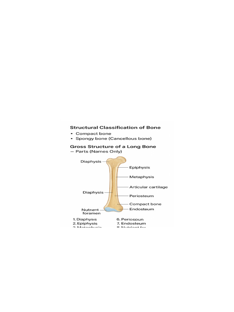 Bone Structure & Microstructure Explained | PDF