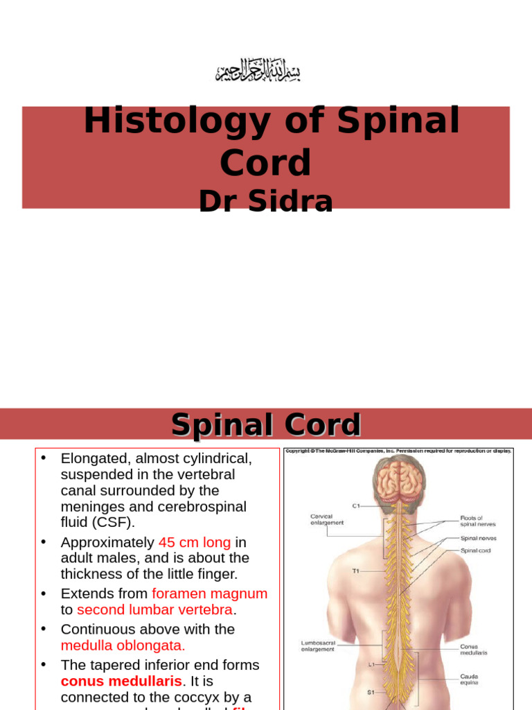 Spinal Cord Histology Overview | PDF | Spinal Cord | Motor Neuron