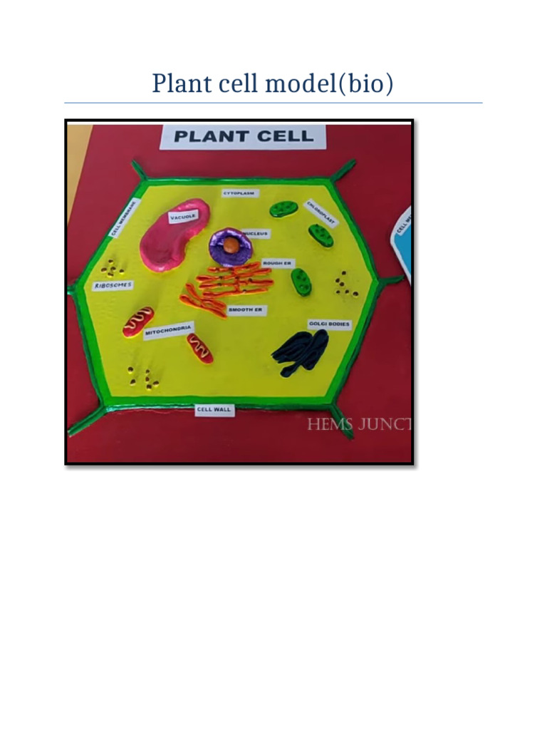 Plant Cell Model | PDF