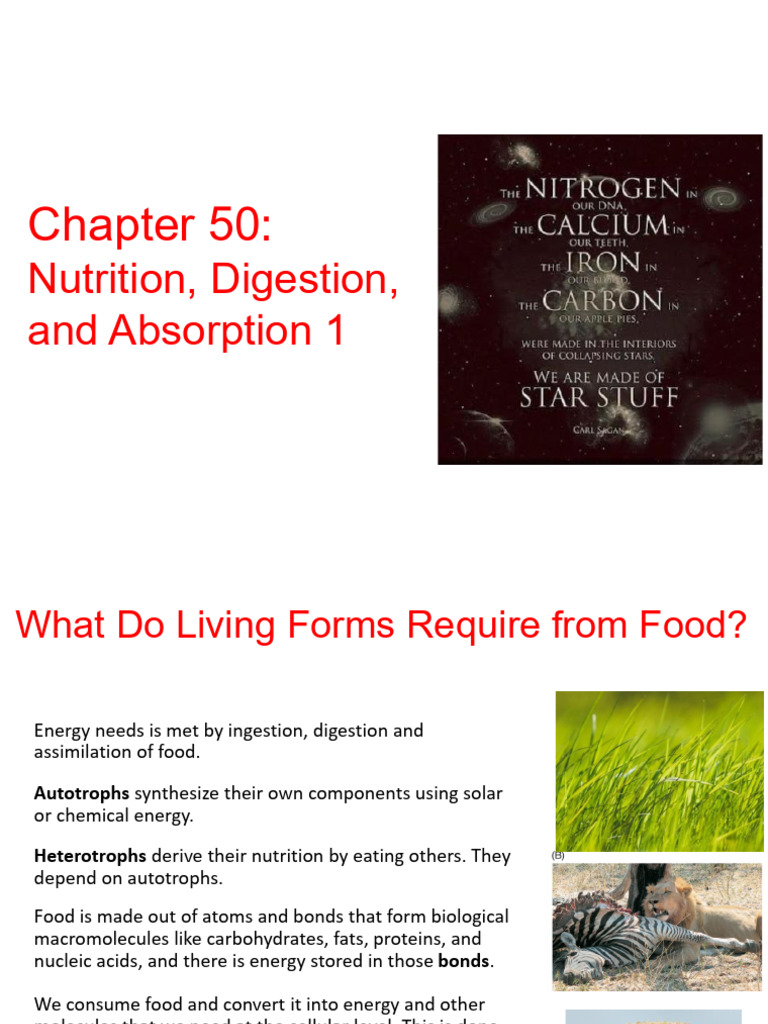 Nutrition and Digestion Overview | PDF | Digestion | Stomach