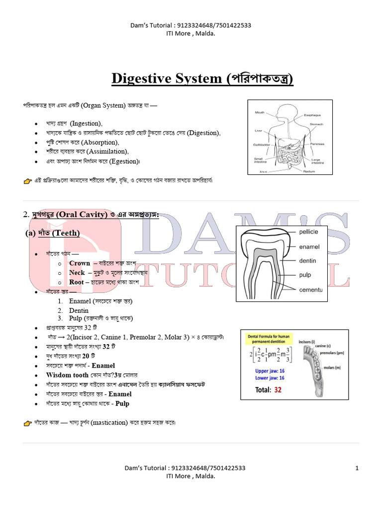 Digestive System Notes | PDF