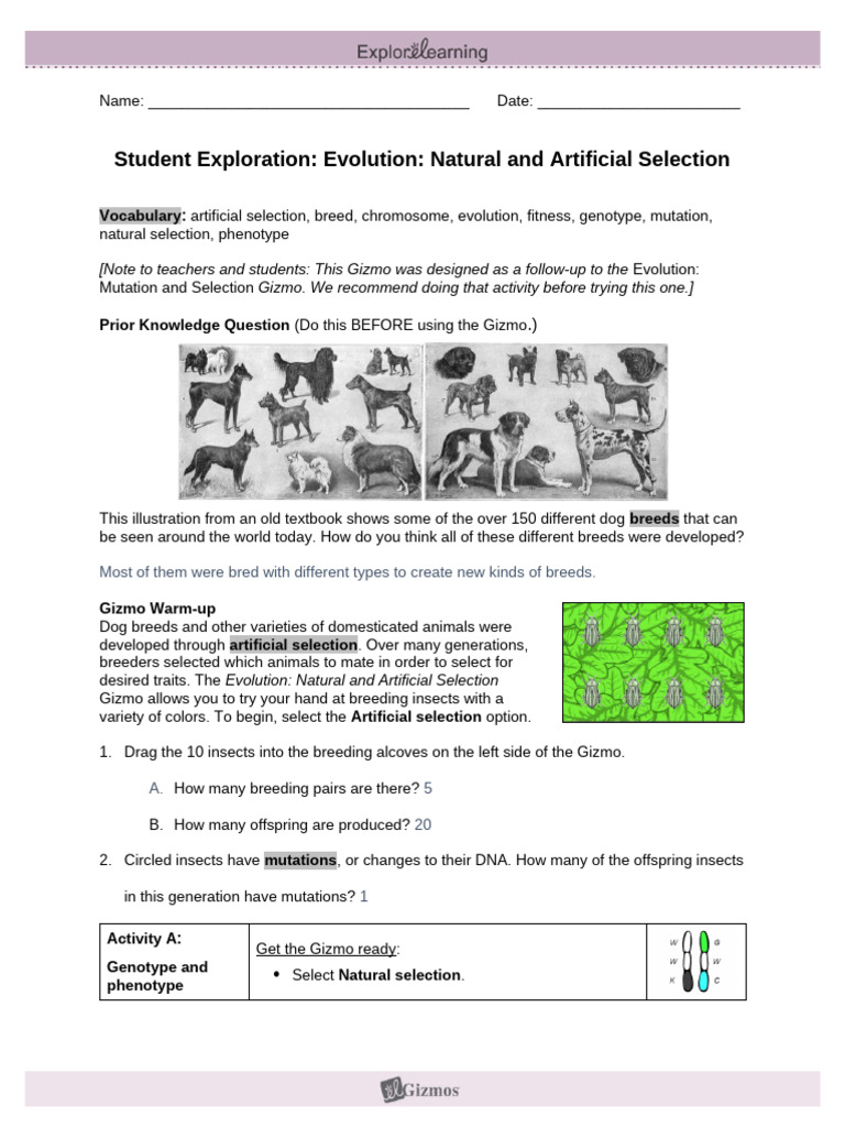 Evolution: Natural vs. Artificial Selection | PDF | Natural Selection ...