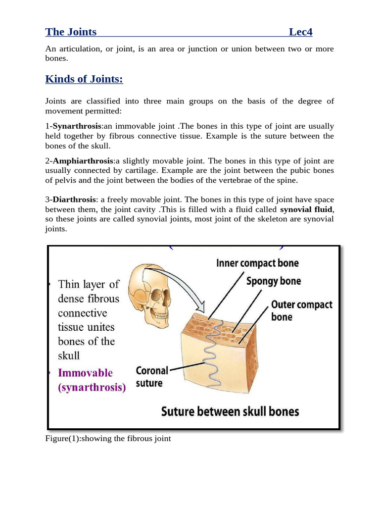 Types and Structure of Joints | PDF | Joint | Musculoskeletal System
