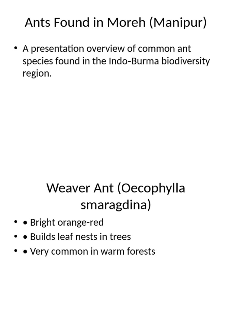 Ants of Moreh Presentation | PDF