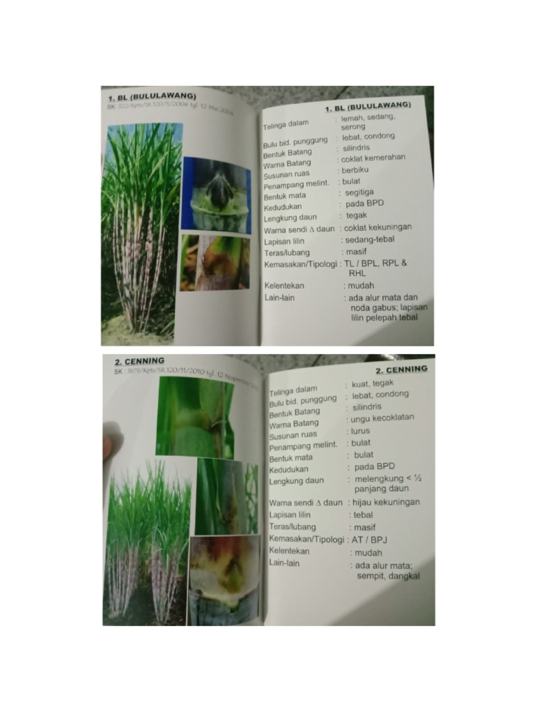 varietas tebu pg | PDF