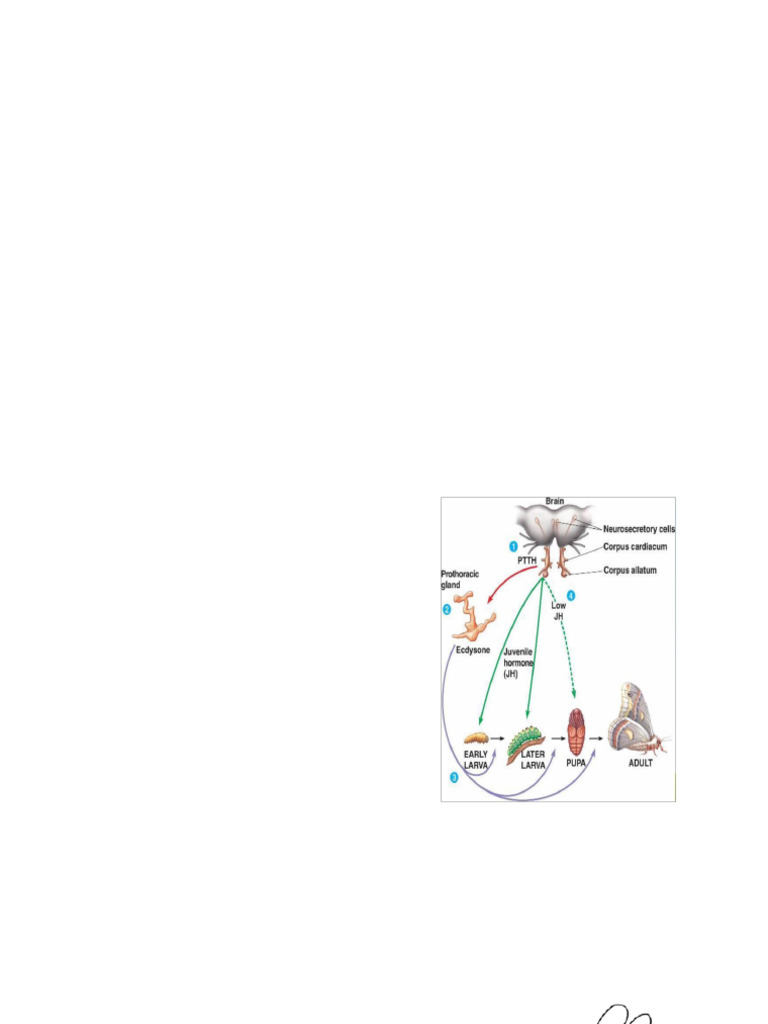 Insect Endocrine System Overview | PDF | Hormone | Endocrine System