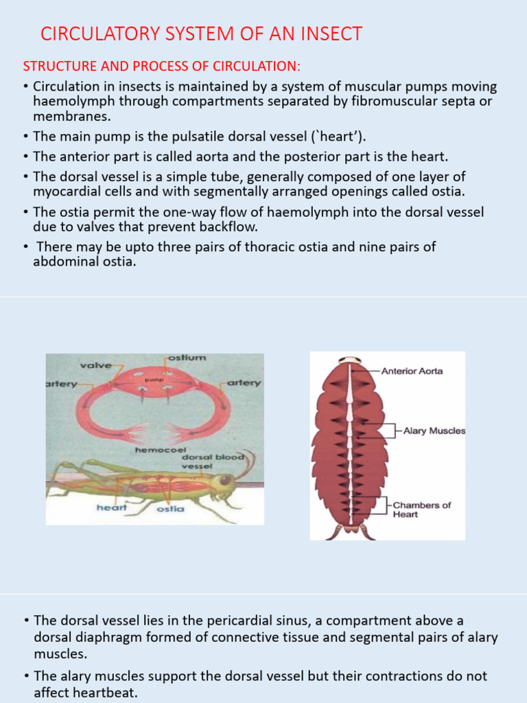 Circulatory System of An Insect | PDF | Circulatory System | Aorta