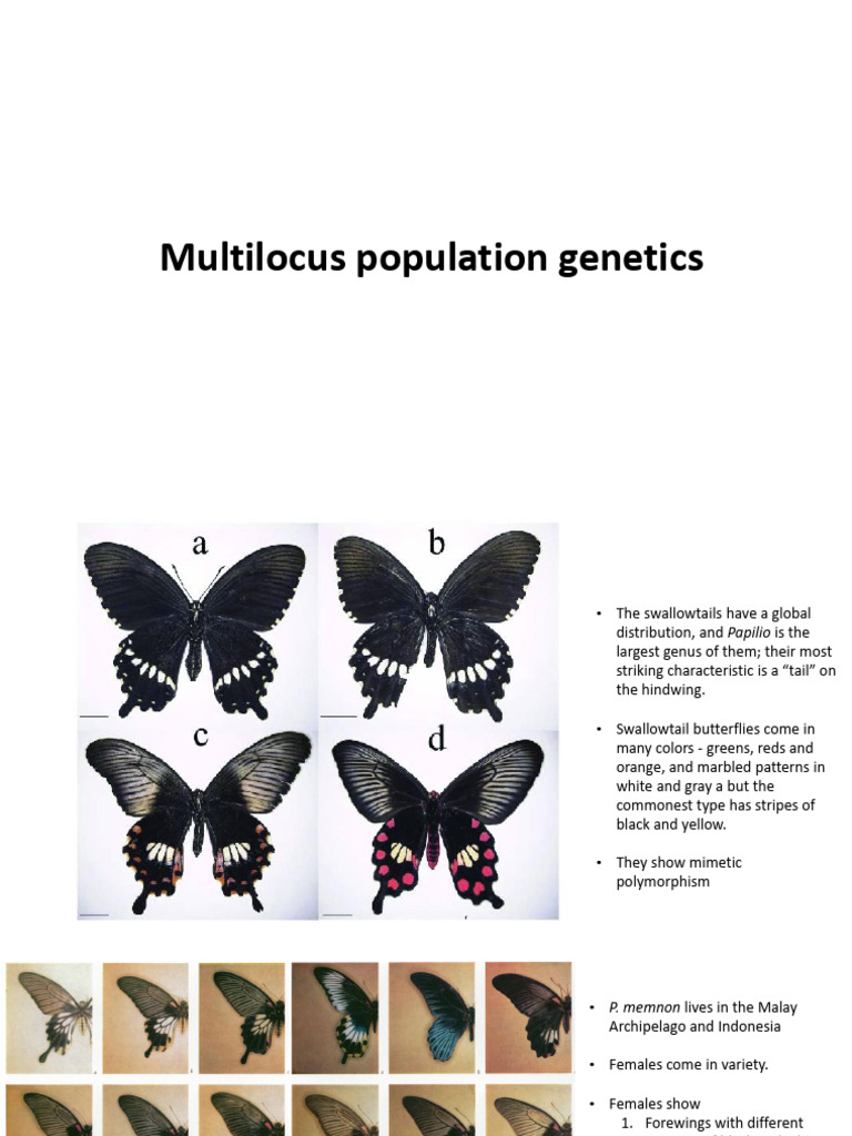 Multilocus Genetics of Swallowtail Butterflies | PDF | Human Leukocyte ...
