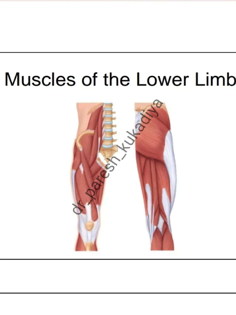 Lower Limb | PDF