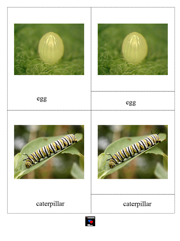 Nomenclature Cards Butterfly Cycle | PDF
