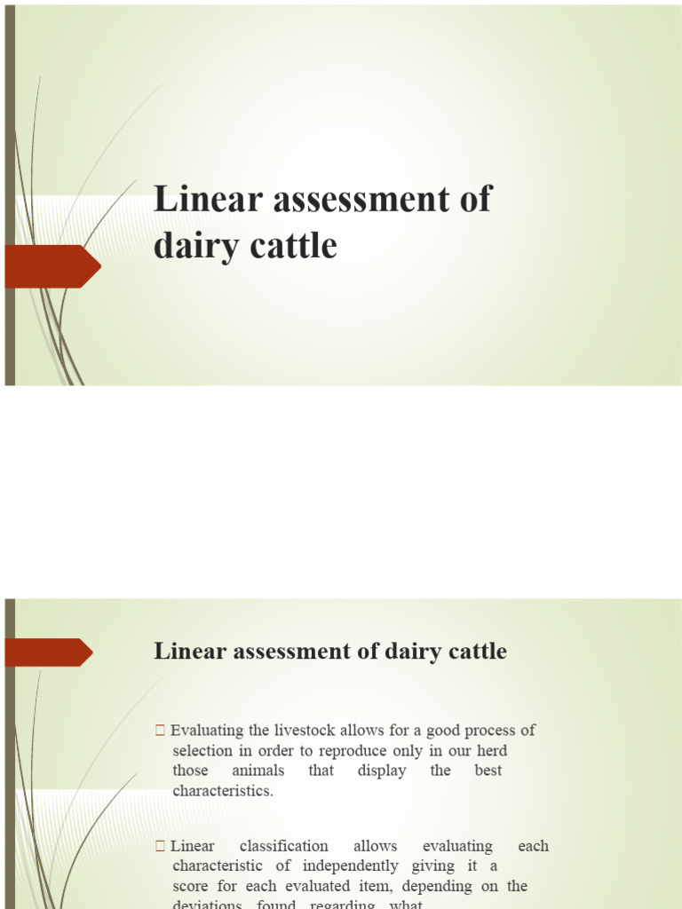 Linear Assessment of Dairy Cattle | PDF | Cattle | Dairy Cattle