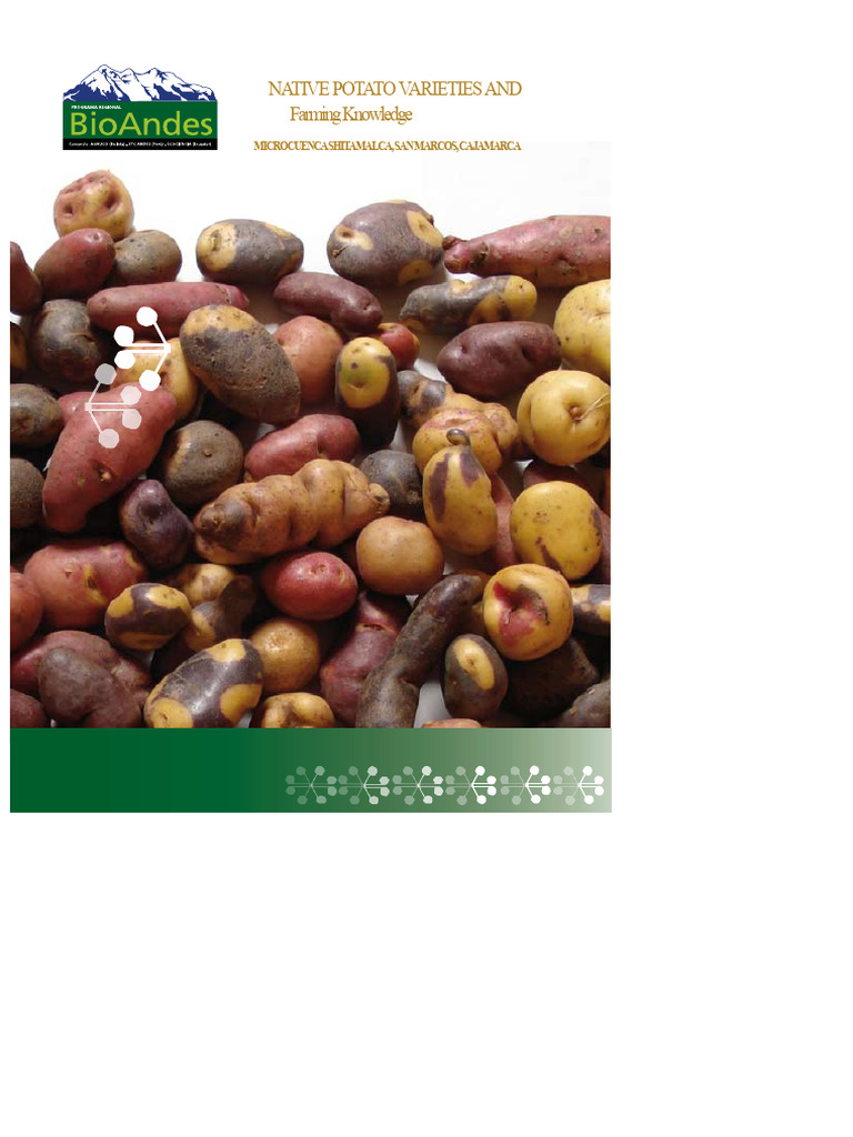 Native Potato Varieties in Cajamarca | PDF | Potato | Conservation Biology