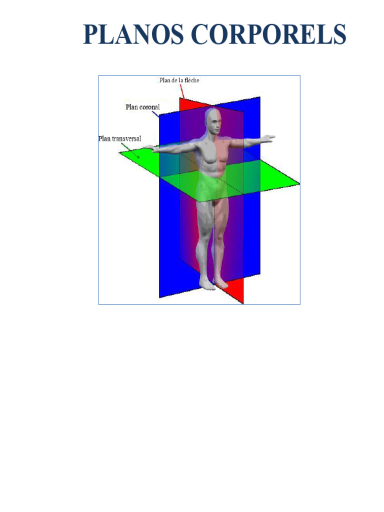 Positions Anatomiques et Plans Corporels | PDF | Système de référence ...