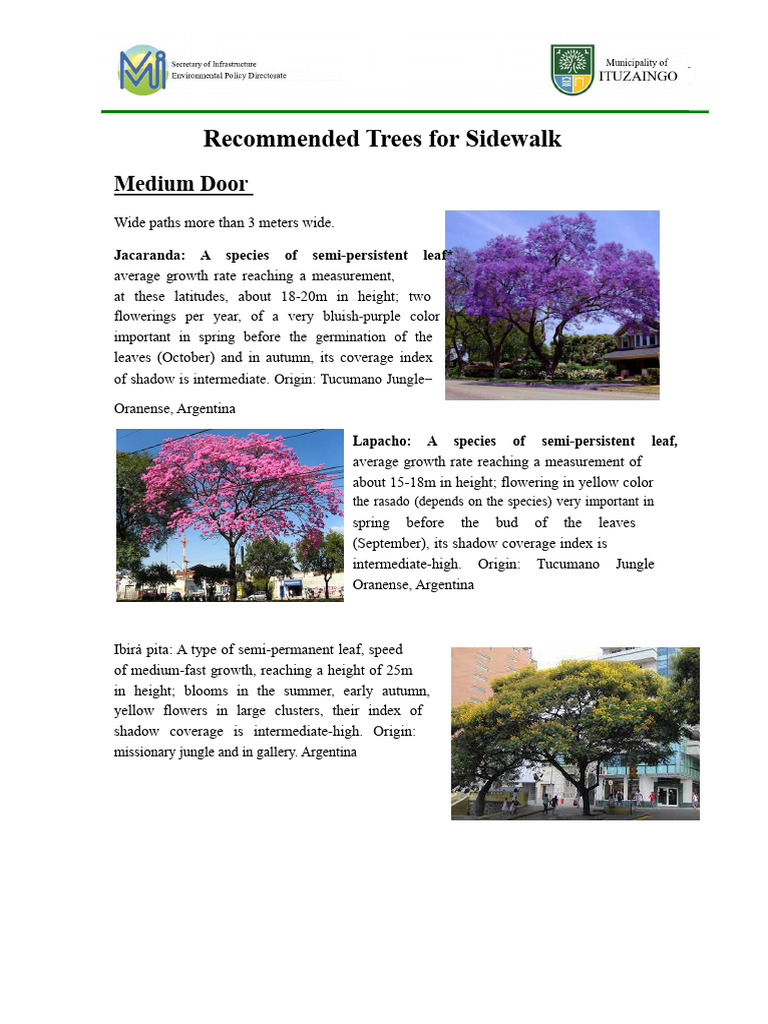 Best Trees for Sidewalk Planting | PDF | Trees | Pruning