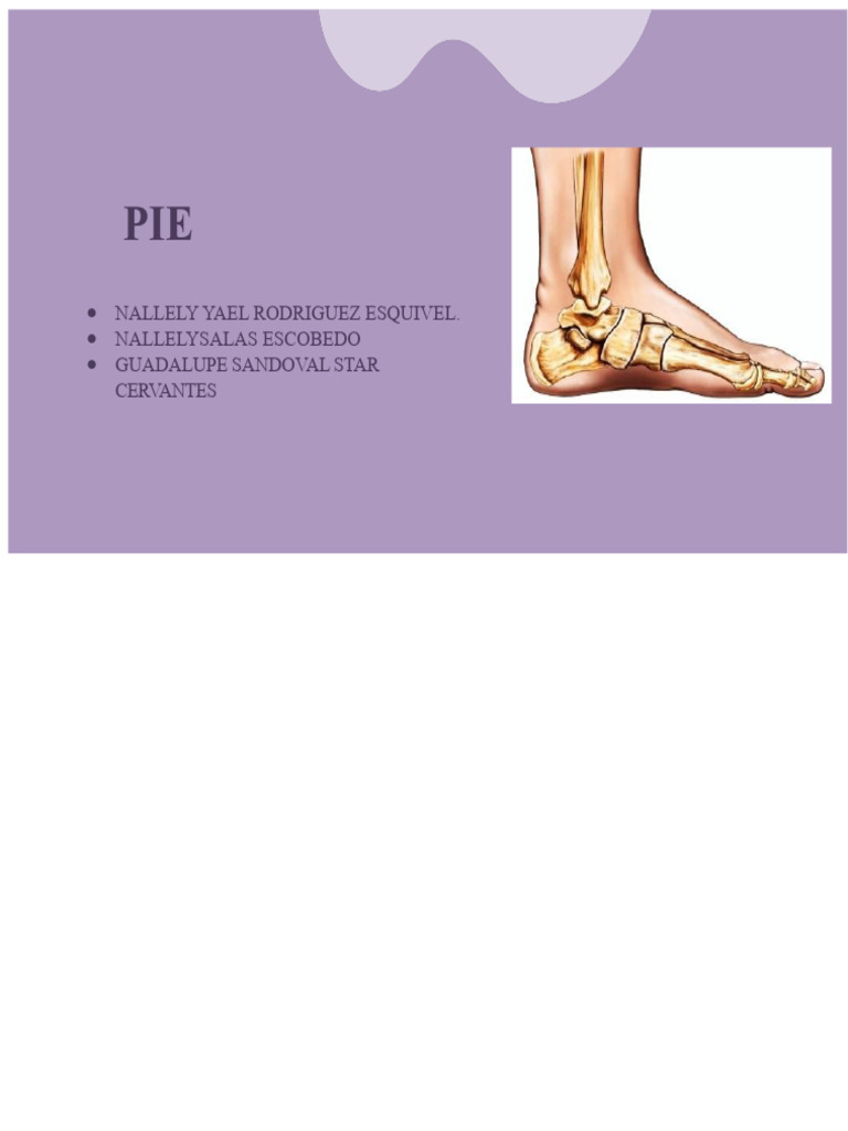 Anatomy and Function of the Human Foot | PDF | Foot | Human Anatomy
