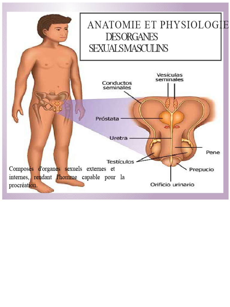 anatomie-des-organes-sexuels-masculins-pdf-testicule-sexe
