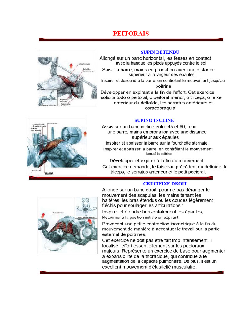 Exercices de musculation pour le haut du corps | PDF | Pied | Épaule