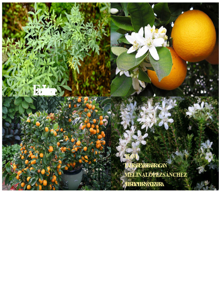 RUTACEAE FAMILY.pptx | PDF