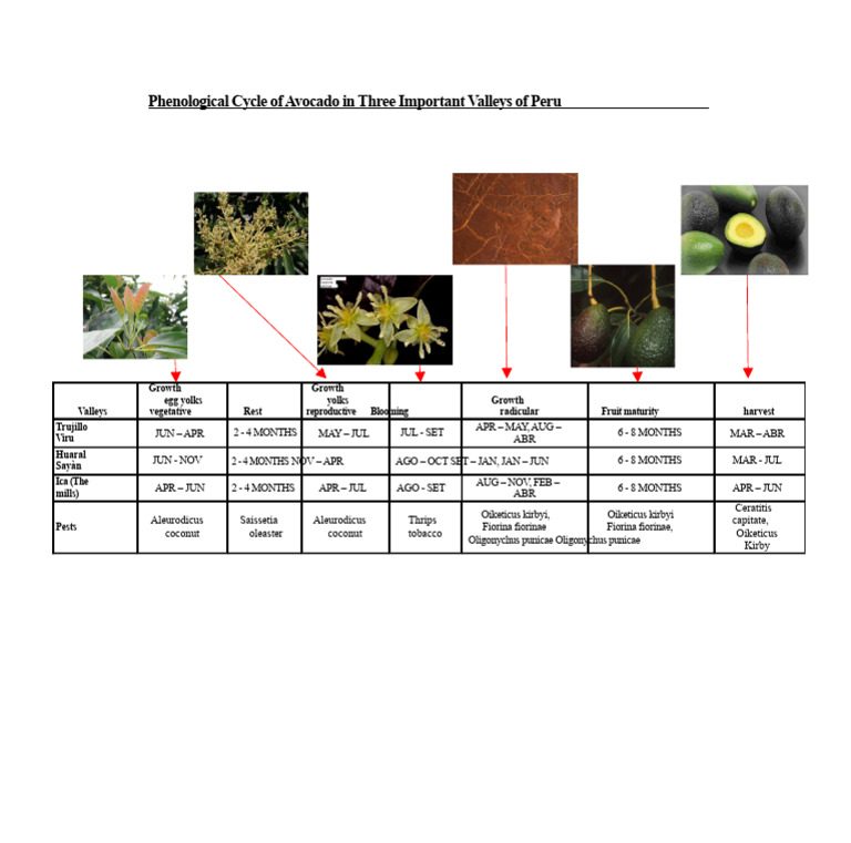 Avocado Phenology in Peru's Valleys | PDF