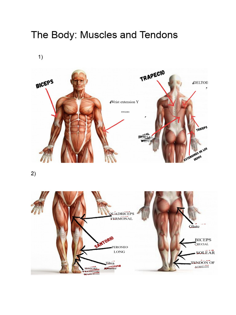 The Body_ Muscles and Tendons | PDF