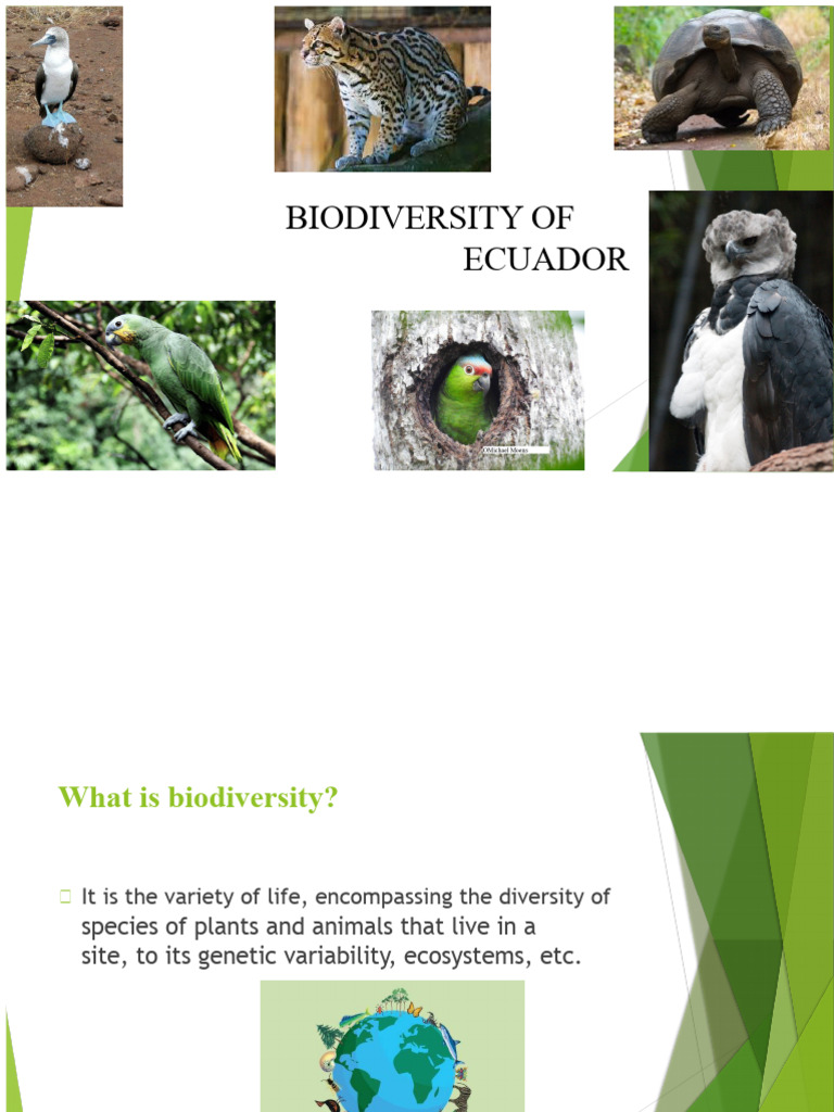 Ecuador's Rich Biodiversity Overview | PDF | Biodiversity | Species