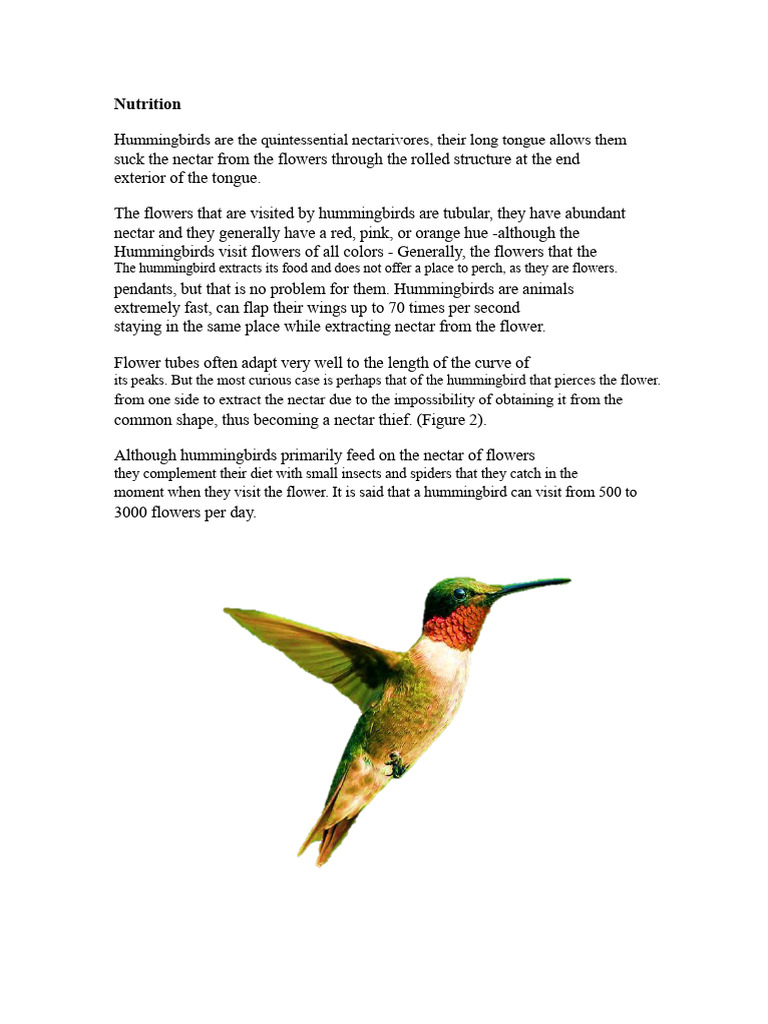 Hummingbird feeding | PDF