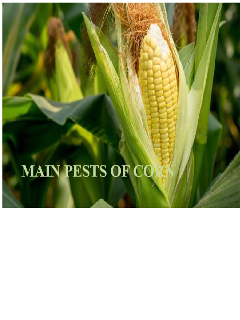 Main Corn Pests and Management Guide | PDF | Pest (Organism) | Maize