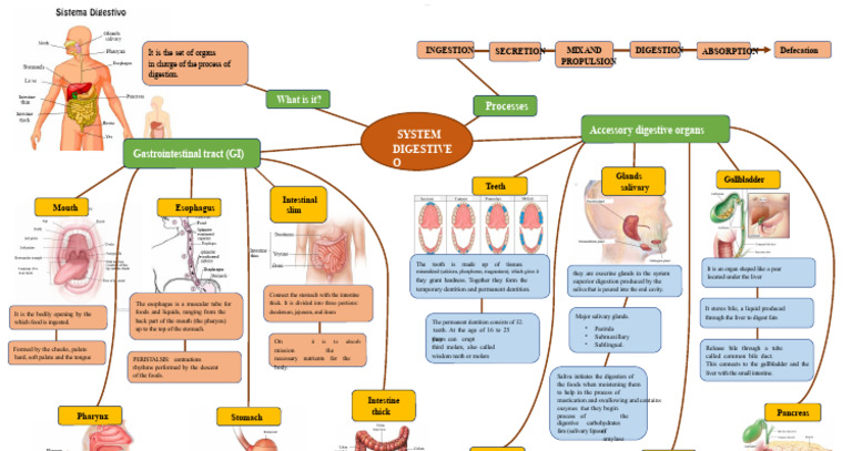 Digestive System Overview and Functions | PDF | Human Digestive System ...