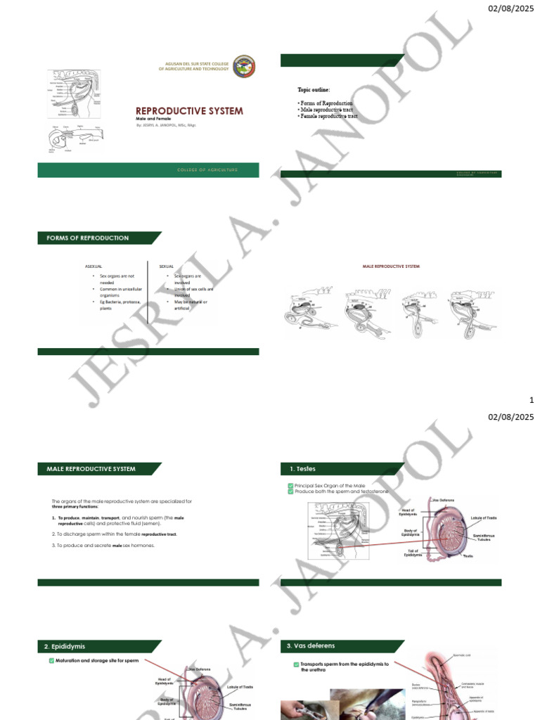 TOPIC 5 Reproductive System - Watermark | PDF | Reproductive System ...