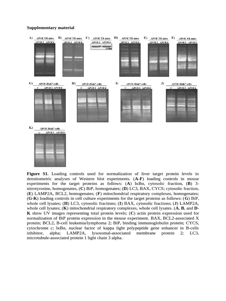 1 s2.0 S0891584916300491 mmc1 | PDF | Bcl 2 | Cytochrome C