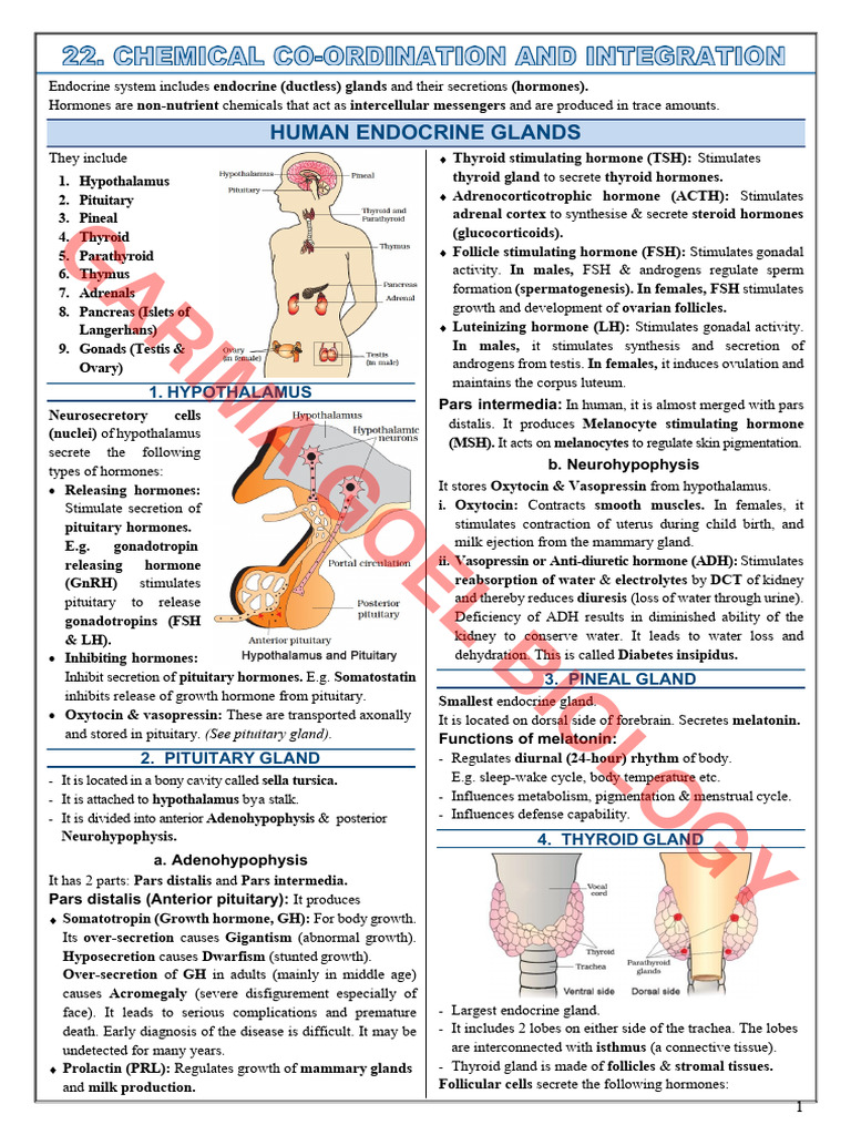 Overview of Human Endocrine Glands | PDF | Endocrine System | Pituitary ...