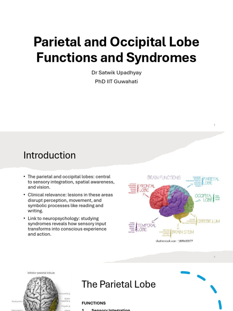 Parietal and Occipital Lobe Functions and Syndromes | PDF | Parietal ...