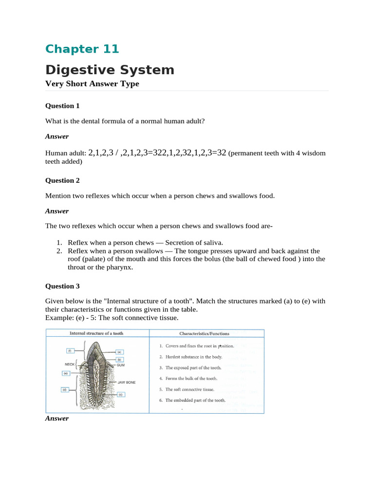 Digestive System Overview and Functions | PDF | Digestion | Small Intestine
