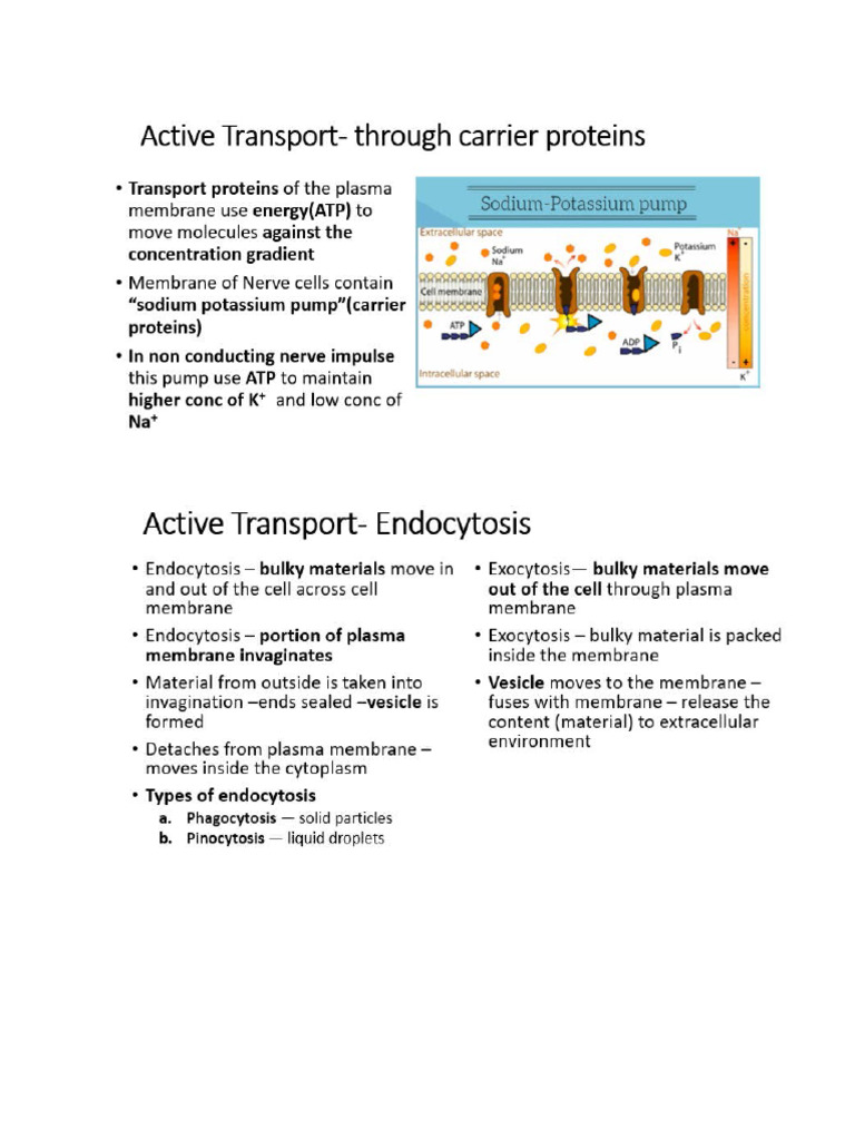 Active Transport | PDF
