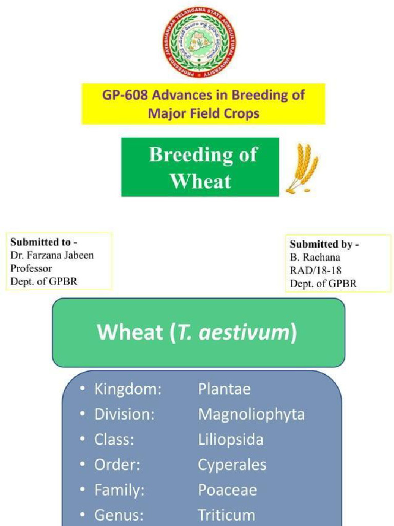 Wheat Breeding | PDF