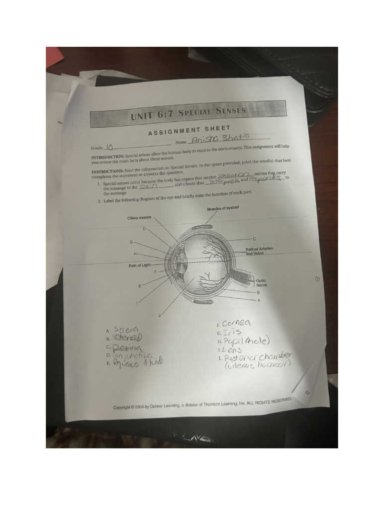 Special Senses Assignment Sheet | PDF