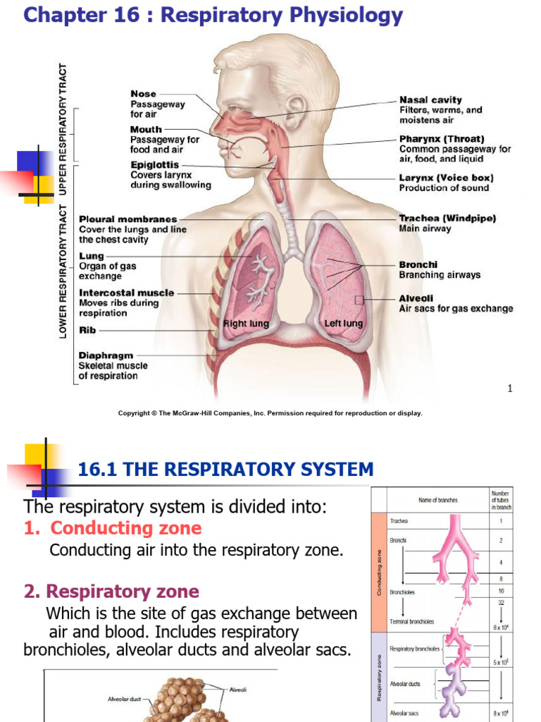 Respiratory Physiology Overview | PDF | Respiratory Tract | Respiratory ...