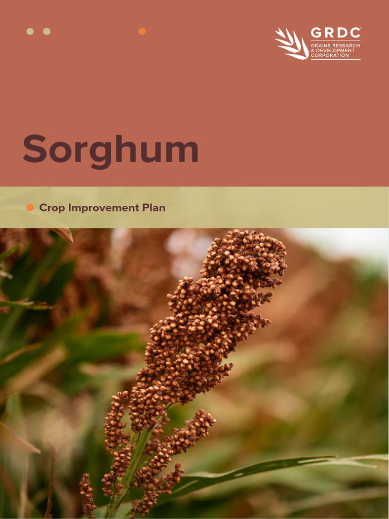 Sorghum Crop Improvement Plan GRDC 20250815 | PDF | Cereals | Agriculture