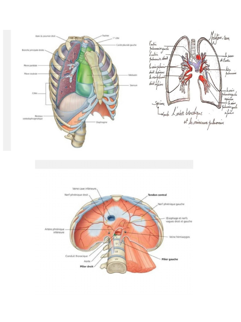Document | PDF