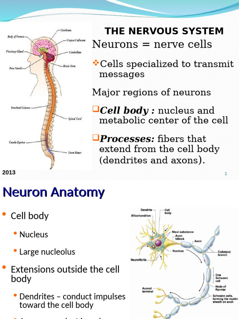 Overview of the Nervous System Anatomy | PDF | Cerebrum | Spinal Cord