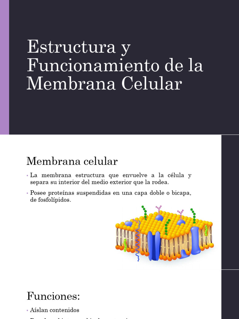 Estructura y Funciones de la Membrana Celular | PDF | Membrana celular ...