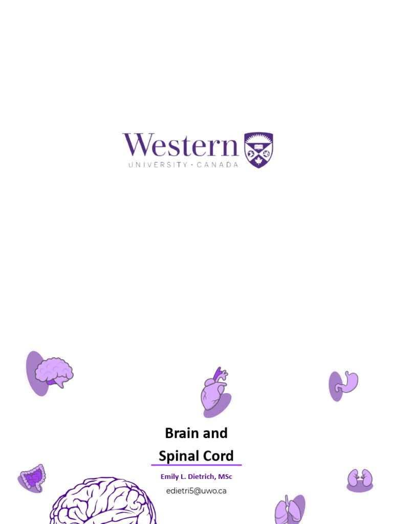 Brain and Spinal Cord Anatomy Overview | PDF | Spinal Cord | Cerebrum