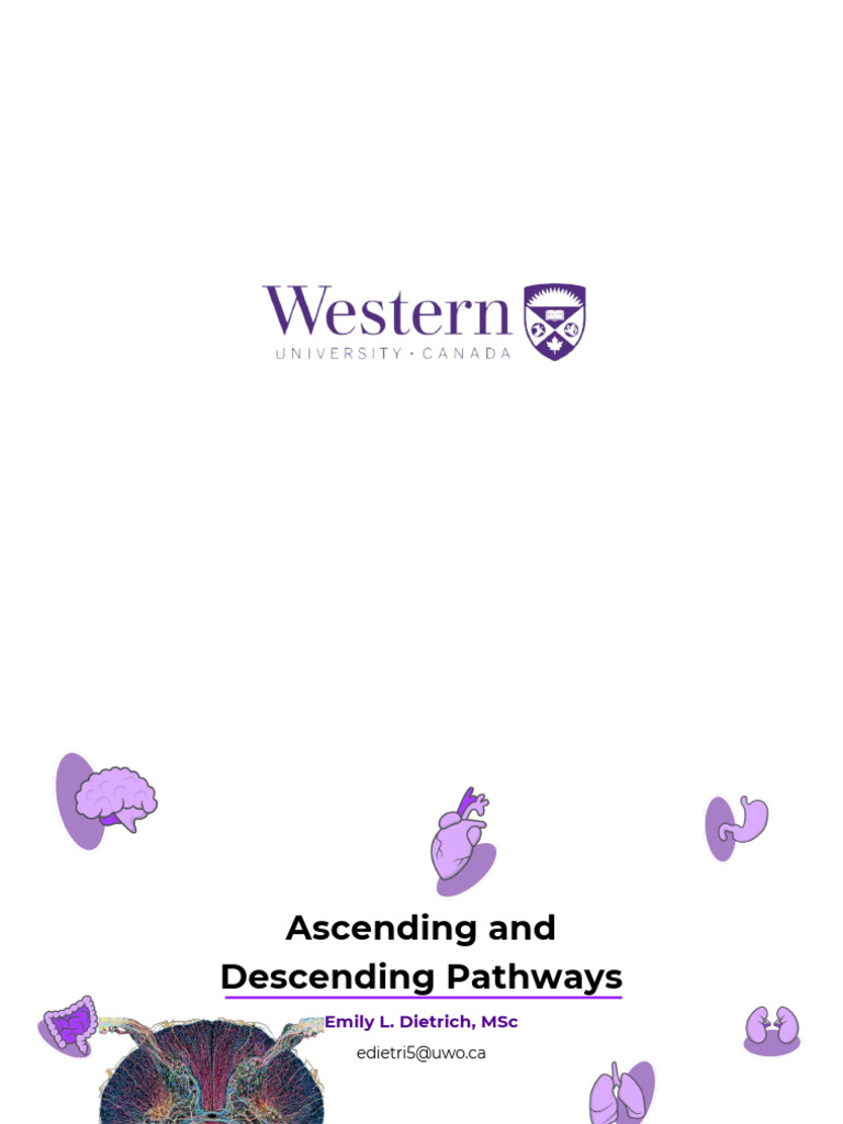 1B.2 Ascending and Descending Pathways_Student Copy | PDF | Motor ...