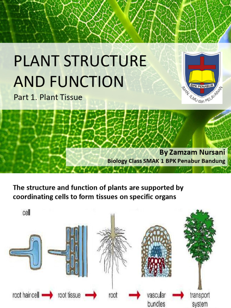 Plant Tissue Structure and Function | PDF | Tissue (Biology) | Plant Stem