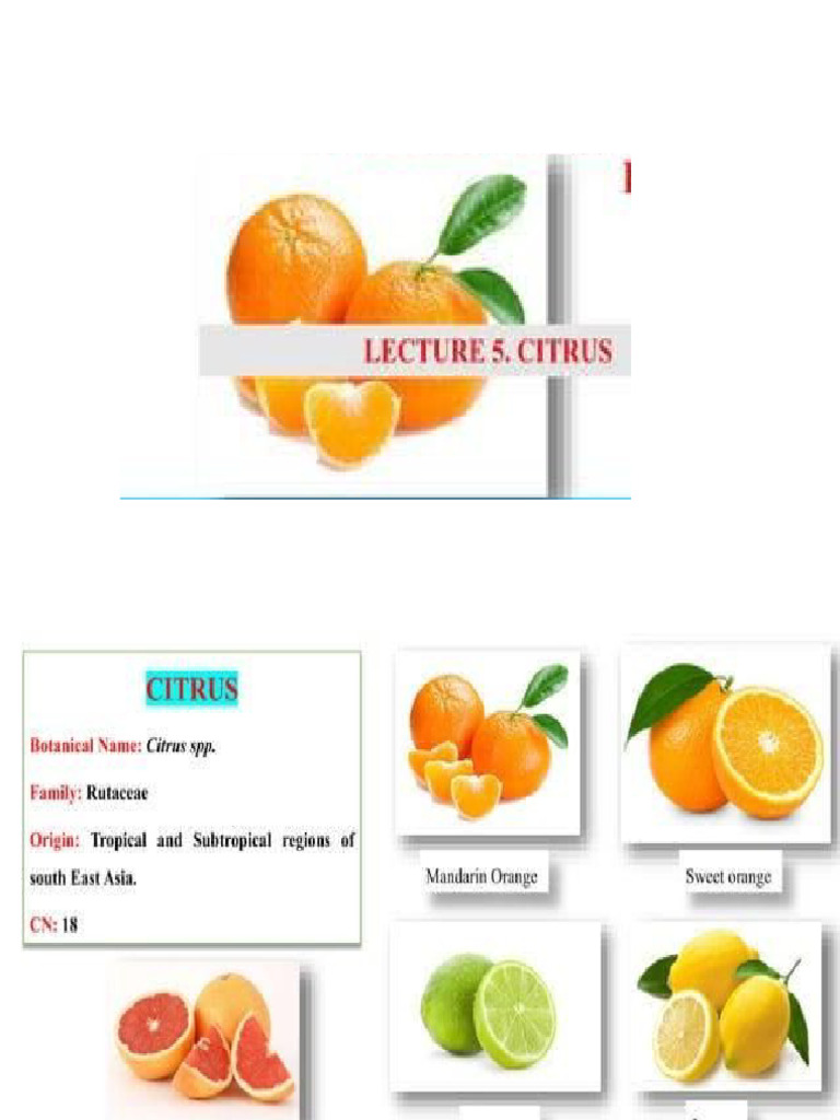Citrus | PDF