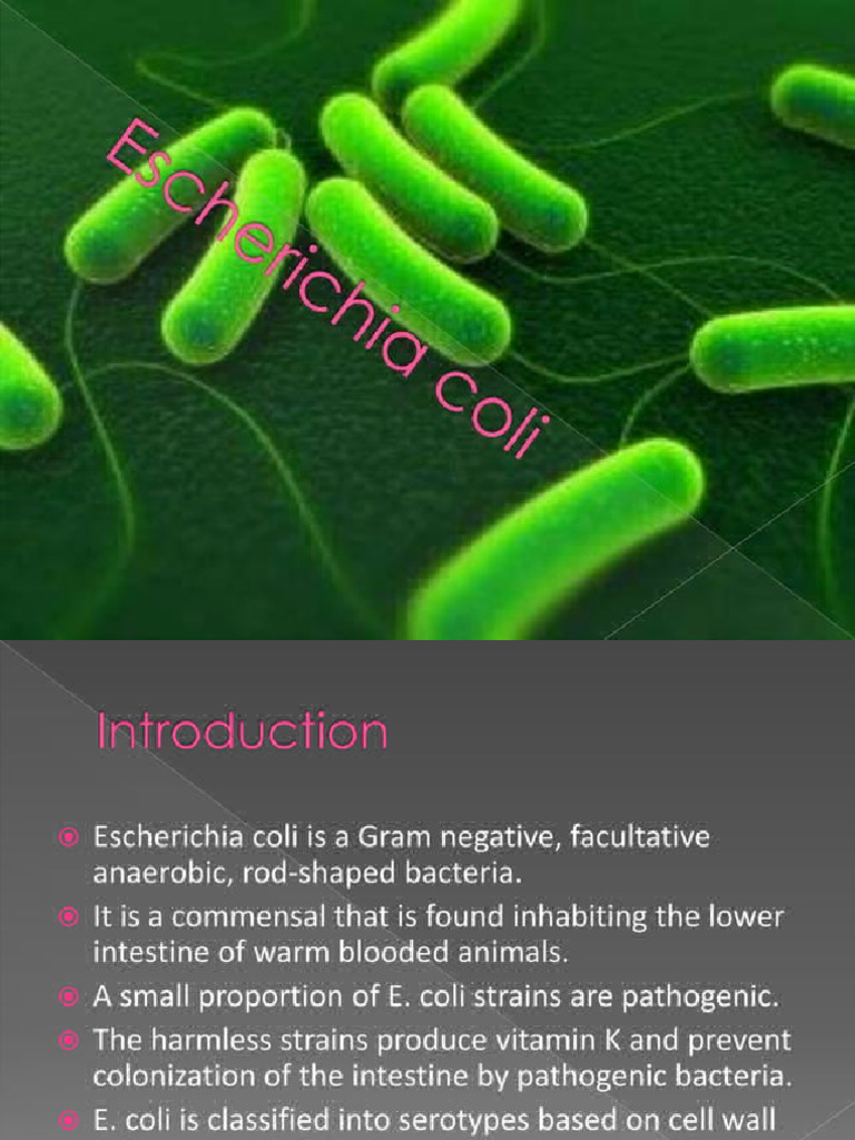 E Coli | PDF